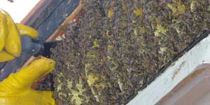 Live Bee Removal Orange CA. A large hive in a patio overhang.