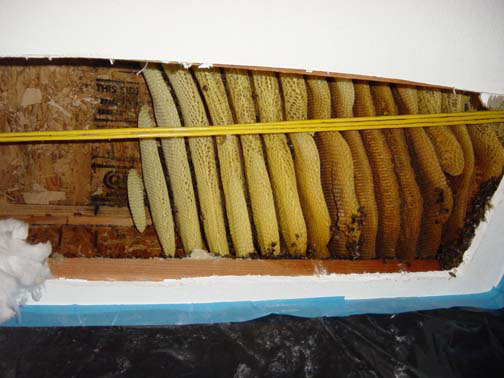 Bee Removal Orange This is a 
    picture of a mature hive between the first and second story of a house.